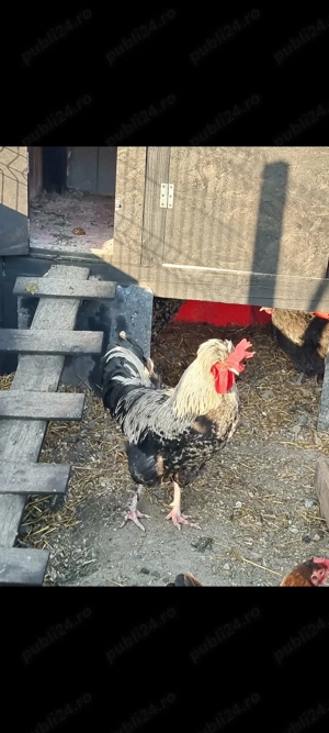 Vând cocoș motat bărbos an 2025