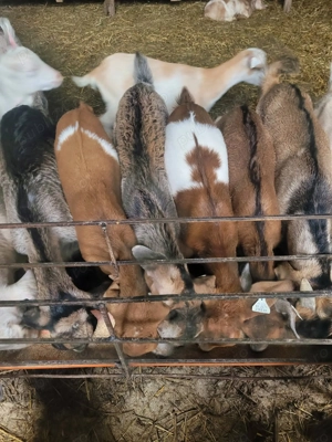 Iezi pentru Paște - imagine 5