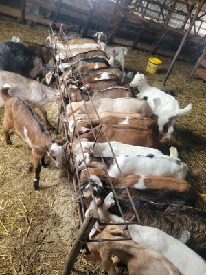 Iezi pentru Paște - imagine 2