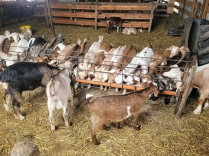 Iezi pentru Paște - imagine 3