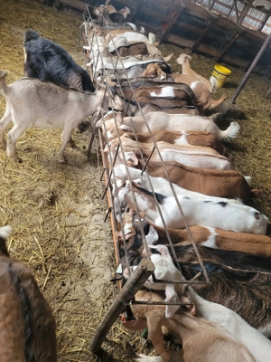 Iezi pentru Paște - imagine 4