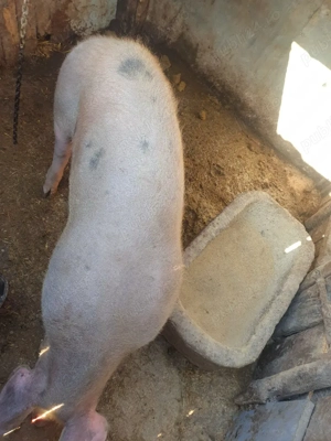 jumătate de porc - imagine 2