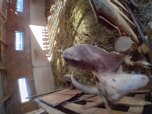 Se vand 3 capre si 1 tap - imagine 3