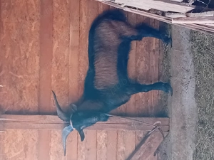 Se vand 3 capre si 1 tap - imagine 5