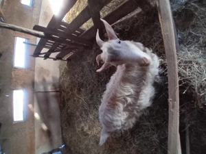 Se vand 3 capre si 1 tap - imagine 2