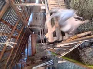 Se vand 3 capre si 1 tap - imagine 4