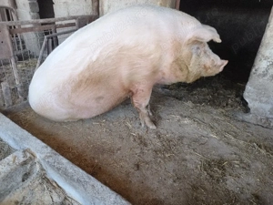 vand porc de carne rasa Marele Alb - imagine 2