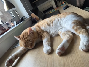 Petrica are nevoie de o familie iubitoare si responsabila - imagine 2