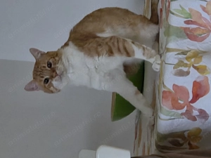 Petrica are nevoie de o familie iubitoare si responsabila - imagine 3