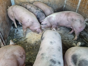 De vânzarea, 100-130 kg! - imagine 2