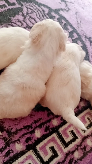 Bichon maltese puiuți minitoy  - imagine 3