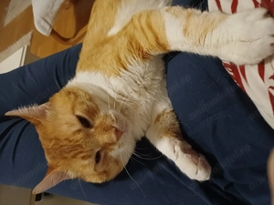 Petrica are nevoie de o familie iubitoare si responsabila - imagine 4