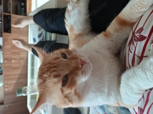 Petrica are nevoie de o familie iubitoare si responsabila - imagine 5