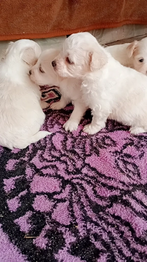 Bichon maltese puiuți minitoy  - imagine 2