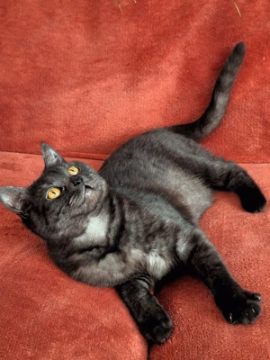 British Shorthair