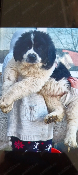 Femala Ciobanesc de Bucovina 