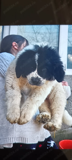 Femala Ciobanesc de Bucovina  - imagine 2