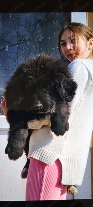 Mascul Corb  - imagine 2