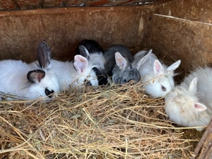 Iepuri de vanzare   - imagine 4