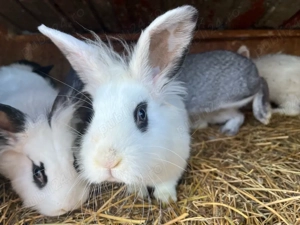 Iepuri de vanzare   - imagine 2