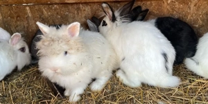 Iepuri de vanzare   - imagine 3