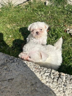 Bichon maltez - imagine 2