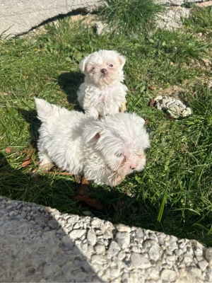 Bichon maltez - imagine 4