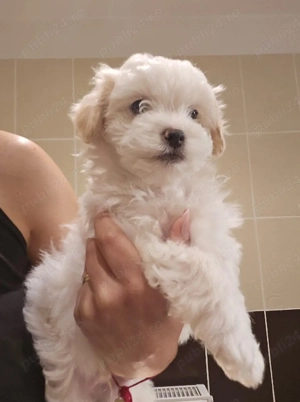 Bichon maltez 
