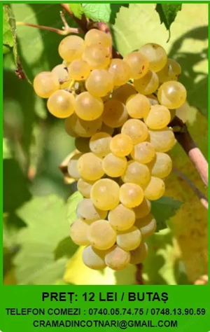 Butasi altoiti de vita de vie MUSCAT OTTONEL