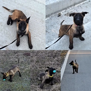 Ciobănesc belgian malinois femele