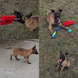 Ciobănesc belgian malinois femele - imagine 2