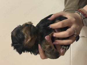 Căței Yorkshire - imagine 2