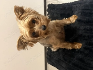 Căței Yorkshire - imagine 4