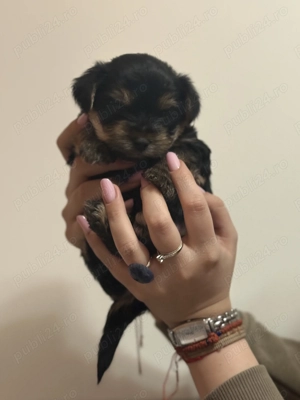 Căței Yorkshire - imagine 3