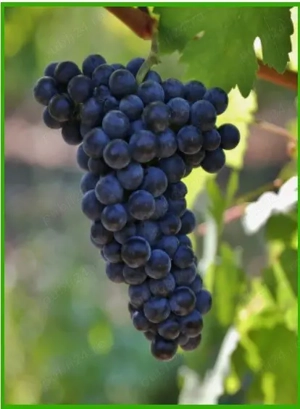 Butasi altoiti de vita de vie Feteasca Neagra