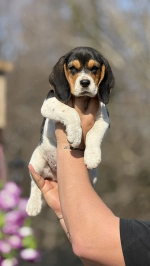 Beagle Tricolor Minunat - imagine 3