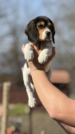 Beagle Tricolor Minunat - imagine 2