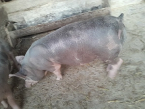 Purcei pietran - imagine 5