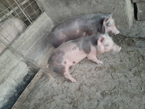 Purcei pietran - imagine 2