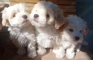 Cățeluși bichon maltez 