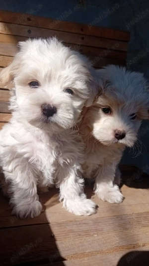 Cățeluși bichon maltez  - imagine 3