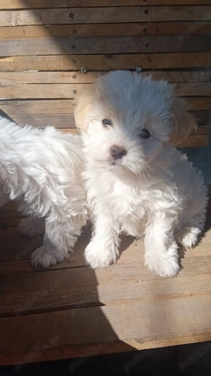 Cățeluși bichon maltez  - imagine 4