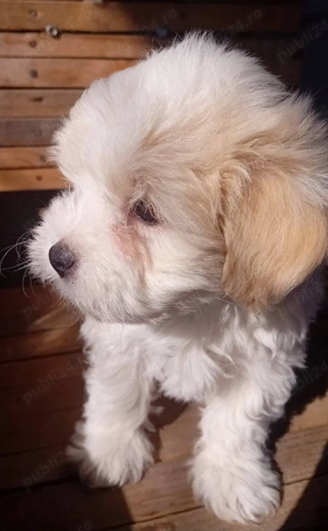Cățeluși bichon maltez  - imagine 2