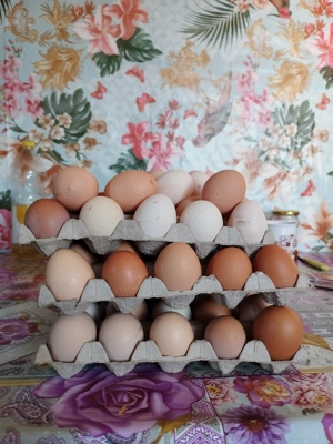 Ouă de găină crescută la curte