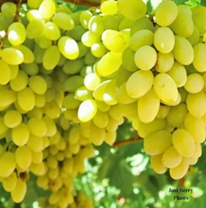 Butasi altoiti de vita-de-vie Victoria