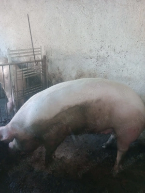 Porci pentru sacrificat - imagine 3