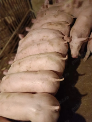 Șoldani rasă Pick  - imagine 2