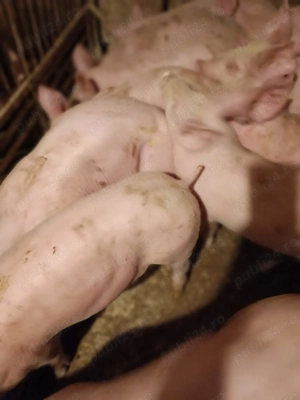 Șoldani rasă Pick  - imagine 3