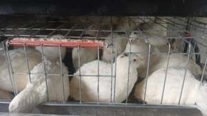 prepelite gigant xxl - imagine 4