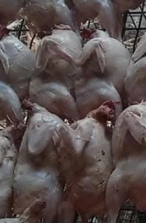 prepelite gigant xxl - imagine 2